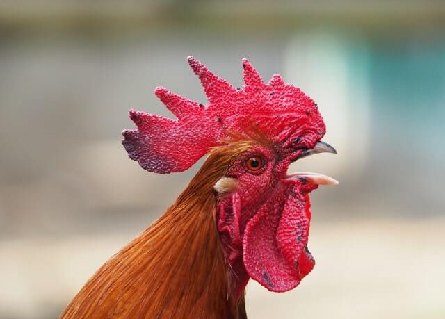 Hobi Budidaya Ayam Ketawa, Antarkan Jarot Raih Prestasi ...