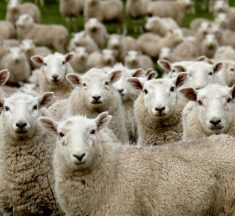 Fenomena Kawanan Domba Berjalan Melingkar Selama 12 Hari Tanpa Henti
