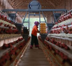 Rahasia Kunci Sehat Ayam Sekuntum Herbals: Tanaman Herbal sebagai Pemacu Kesehatan