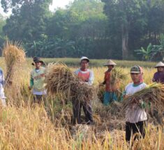 Balon Wakil Bupati Ini ‘Nyebur’ Ke Sawah Bersama Petani Pesawaran