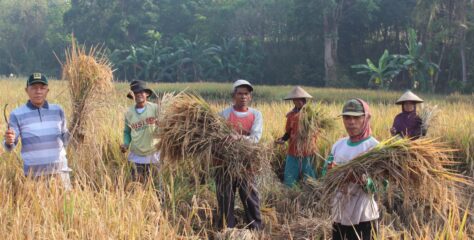 Balon Wakil Bupati Ini ‘Nyebur’ Ke Sawah Bersama Petani Pesawaran